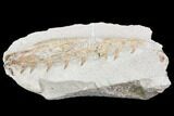 Fossil Mosasaur (Tethysaurus) Jaw Section - Goulmima, Morocco #107092-4